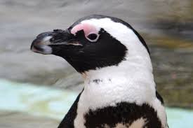 Image result for Spheniscus demersus