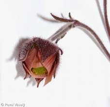 Attēlu rezultāti vaicājumam “Geum rivale bud”