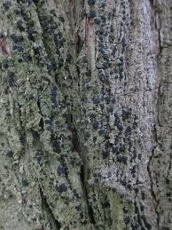 Attēlu rezultāti vaicājumam “Bacidia subincompta”