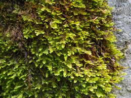 Attēlu rezultāti vaicājumam “Neckera crispa”