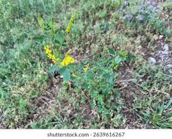 Attēlu rezultāti vaicājumam “Melilotus officinalis leaf”