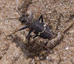 Attēlu rezultāti vaicājumam “Cicindela sylvatica imago”