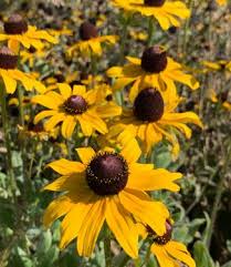 Attēlu rezultāti vaicājumam “Rudbeckia hirta var. hirta flower”