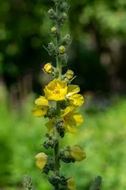 Attēlu rezultāti vaicājumam “Verbascum densiflorum bud”