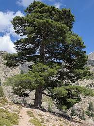 Attēlu rezultāti vaicājumam “Pinus nigra”