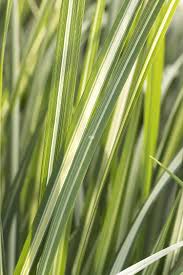 Attēlu rezultāti vaicājumam “Calamagrostis canescens leaf”