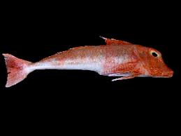 Image result for Chelidonichthys cuculus