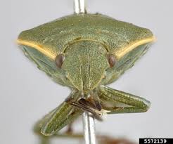 Attēlu rezultāti vaicājumam “Chlorochroa juniperina”