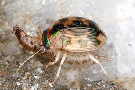 Attēlu rezultāti vaicājumam “Omophron limbatum”