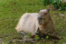 Attēlu rezultāti vaicājumam “Hydrochoerus hydrochaeris”