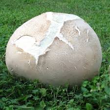 Attēlu rezultāti vaicājumam “Langermania gigantea”