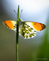 Attēlu rezultāti vaicājumam “Anthocharis cardamines”