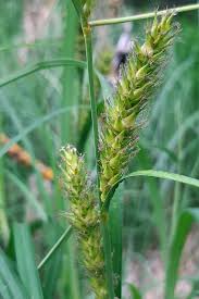 Attēlu rezultāti vaicājumam “Carex atherodes”