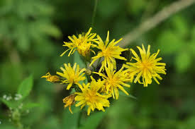 Attēlu rezultāti vaicājumam “Crepis paludosa flower”