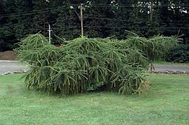 Attēlu rezultāti vaicājumam “Larix decidua”