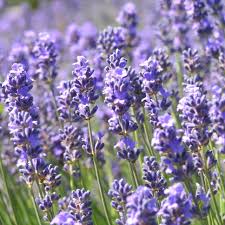 Attēlu rezultāti vaicājumam “Lavandula angustifolia”
