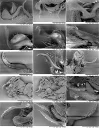 Attēlu rezultāti vaicājumam “Alloeotomus sp.”