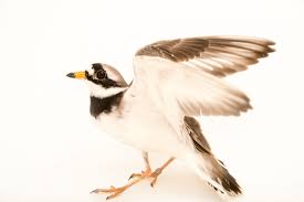 Attēlu rezultāti vaicājumam “Charadrius hiaticula”