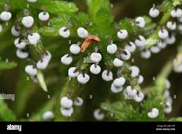 Attēlu rezultāti vaicājumam “Didymium melanospermum spores”