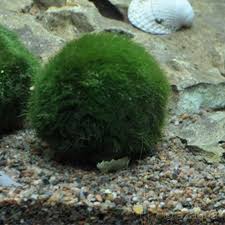 Imagini pentru Cladophora aegagropila