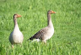 Attēlu rezultāti vaicājumam “Anser anser adult”