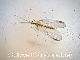 Attēlu rezultāti vaicājumam “Sericomyia lappona”