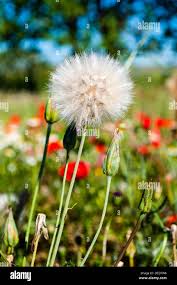 Image result for diente de leon