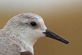 Attēlu rezultāti vaicājumam “Calidris alba adult”