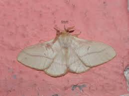 Attēlu rezultāti vaicājumam “Aphelia paleana”