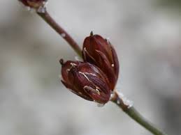 Attēlu rezultāti vaicājumam “Juncus bulbosus fruit”