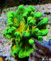 Attēlu rezultāti vaicājumam “Petractis sp.”