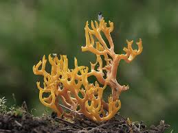 Attēlu rezultāti vaicājumam “Ramariopsis crocea”