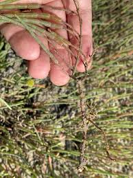 Attēlu rezultāti vaicājumam “Scardia boletella exuvia”