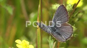 Attēlu rezultāti vaicājumam “Cyaniris semiargus male”