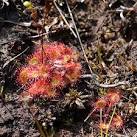 This plant feeds on insects, - via Daymix