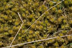 Attēlu rezultāti vaicājumam “Rhytidiadelphus triquetrus”