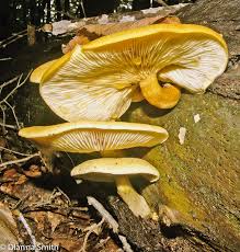 Attēlu rezultāti vaicājumam “Enteridium olivaceum spores”