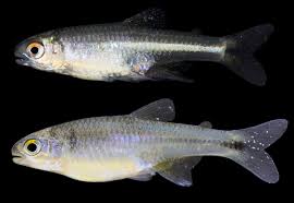 Attēlu rezultāti vaicājumam “Chara filiformis”