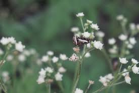 Attēlu rezultāti vaicājumam “Gypsophila paniculata bud”