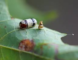 Attēlu rezultāti vaicājumam “Ichneumonidae cocoon”