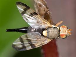 Attēlu rezultāti vaicājumam “Tephritidae”