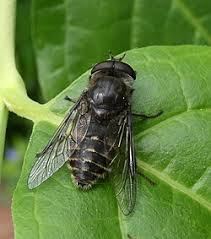 Attēlu rezultāti vaicājumam “Tabanidae”