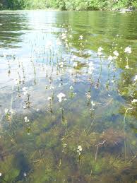 Attēlu rezultāti vaicājumam “Hottonia palustris fruit”