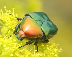 Attēlu rezultāti vaicājumam “Potosia cuprea”