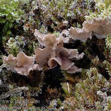 Attēlu rezultāti vaicājumam “Arrhenia retiruga”