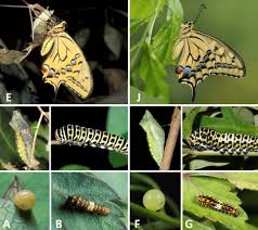 Attēlu rezultāti vaicājumam “Papilio machaon underside”