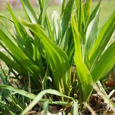 Image result for Herbstzeitlose