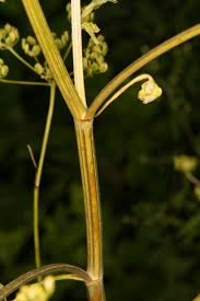 Image result for Pastinaca sativa