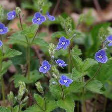 Attēlu rezultāti vaicājumam “Veronica chamaedrys flower”