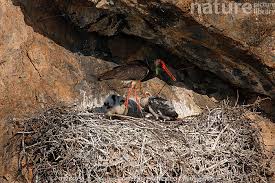 Attēlu rezultāti vaicājumam “Ciconia nigra adult”